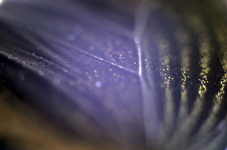macro photo of a butterfly wingの写真素材