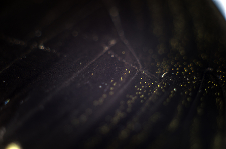 macro photo of a butterfly wingの写真素材