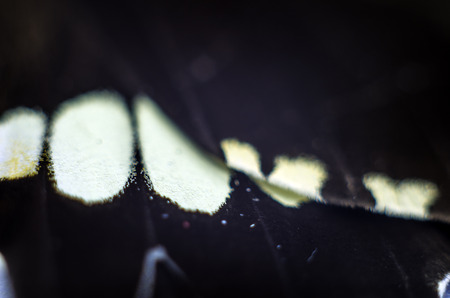 macro photo of a butterfly wingの写真素材