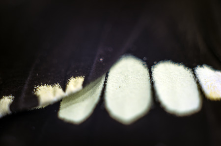 macro photo of a butterfly wingの写真素材