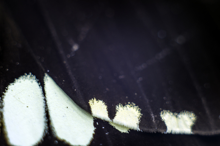 macro photo of a butterfly wingの写真素材