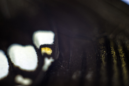 macro photo of a butterfly wingの写真素材