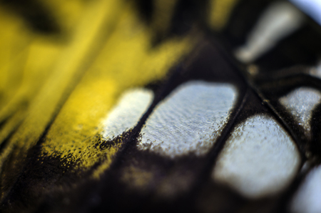 macro photo of a butterfly wingの写真素材