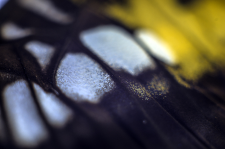 macro photo of a butterfly wingの写真素材