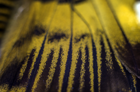 macro photo of a butterfly wingの写真素材