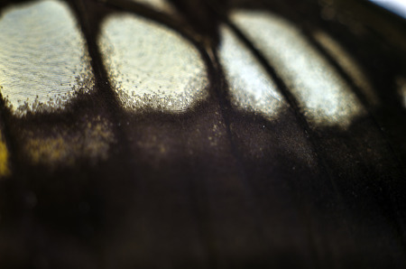 macro photo of a butterfly wingの写真素材