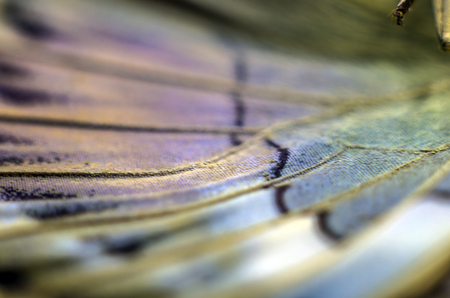 macro photo of a butterfly wingの写真素材