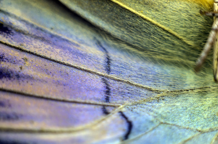 macro photo of a butterfly wingの写真素材
