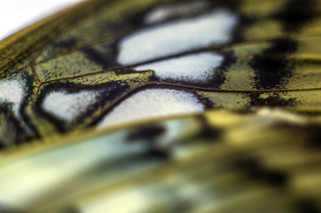 macro photo of a butterfly wingの写真素材