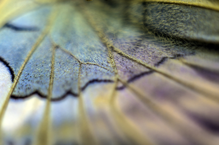 macro photo of a butterfly wingの写真素材
