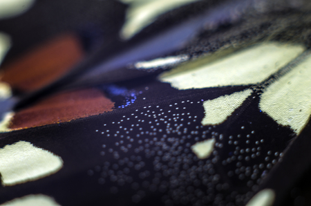 macro photo of a butterfly wingの写真素材