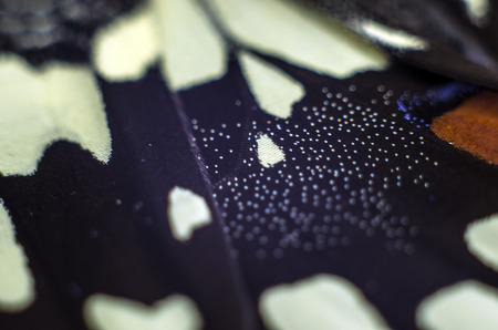 macro photo of a butterfly wingの写真素材