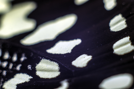 macro photo of a butterfly wingの写真素材