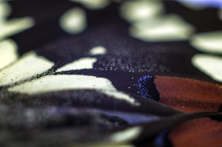 macro photo of a butterfly wingの写真素材