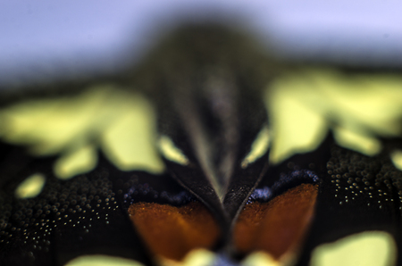macro photo of a butterfly wingの写真素材