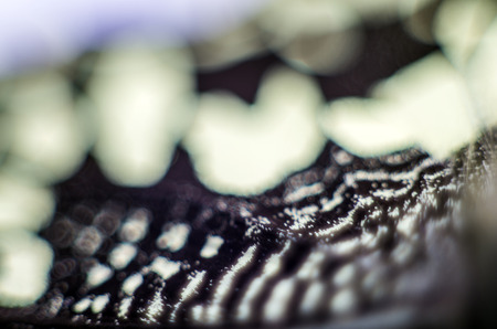 macro photo of a butterfly wingの写真素材
