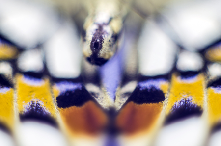 macro photo of a butterfly wingの写真素材