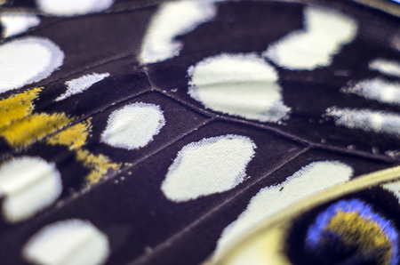macro photo of a butterfly wingの写真素材
