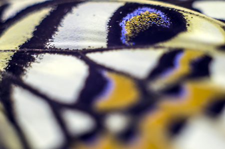 macro photo of a butterfly wingの写真素材