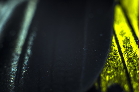 macro photo of a butterfly wingの写真素材