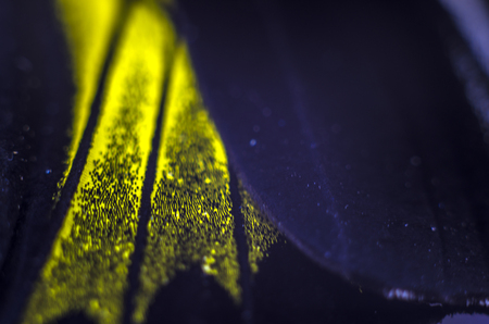 macro photo of a butterfly wingの写真素材