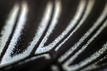 macro photo of a butterfly wingの写真素材