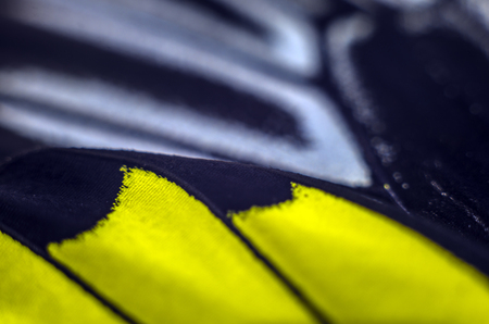 macro photo of a butterfly wingの写真素材