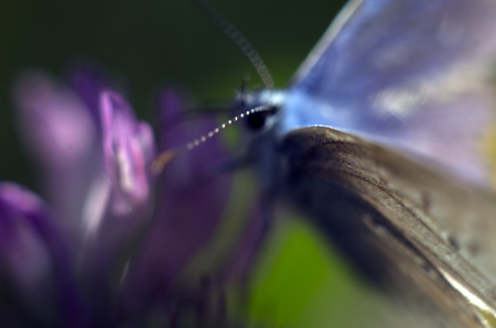 macro photo of a butterfly wingの写真素材