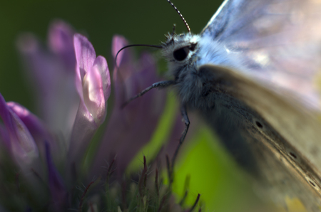 macro photo of a butterfly wingの写真素材