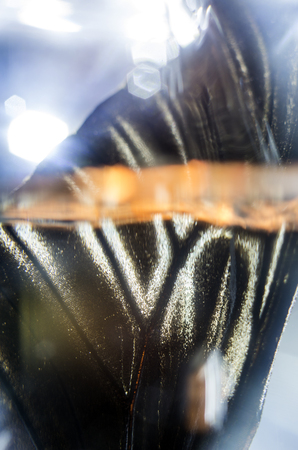 macro photo of a butterfly wingの写真素材