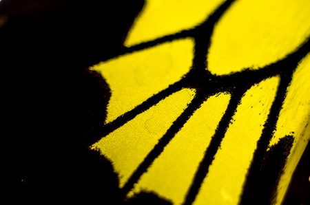 macro photo of a butterfly wingの写真素材