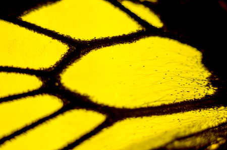 macro photo of a butterfly wingの写真素材