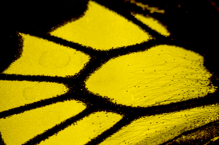 macro photo of a butterfly wingの写真素材