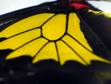macro photo of a butterfly wingの写真素材