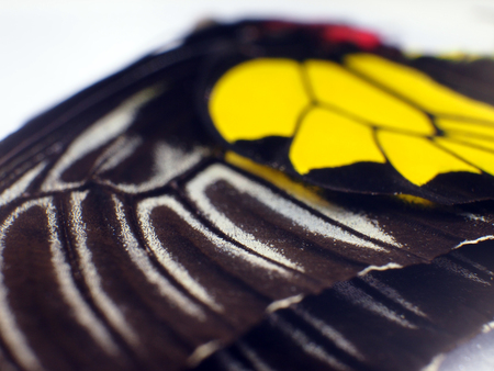 macro photo of a butterfly wingの写真素材