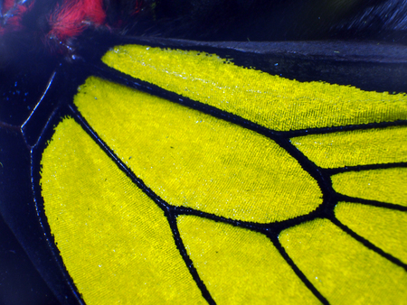 macro photo of a butterfly wingの写真素材