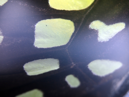 macro photo of a butterfly wingの写真素材