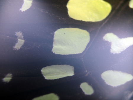 macro photo of a butterfly wingの写真素材
