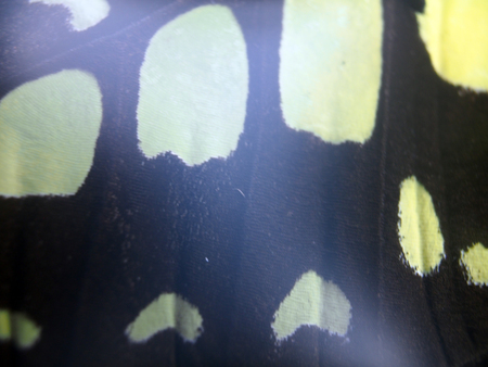 macro photo of a butterfly wingの写真素材