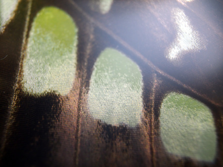 macro photo of a butterfly wingの写真素材