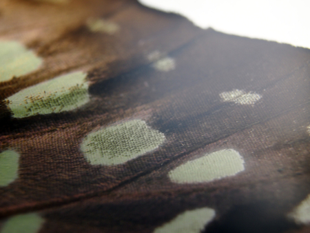 macro photo of a butterfly wingの写真素材