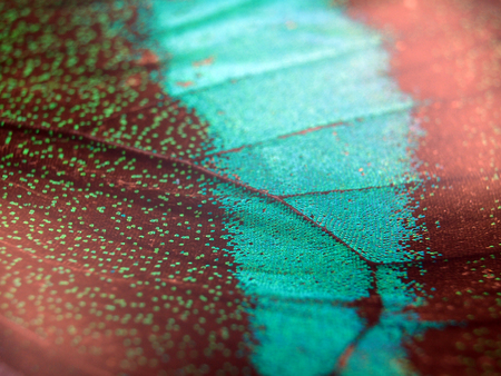 macro photo of a butterfly wingの写真素材