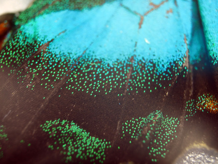 macro photo of a butterfly wingの写真素材