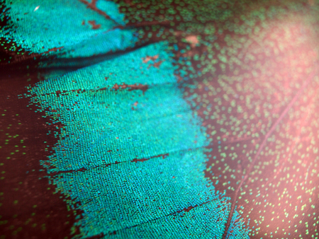 macro photo of a butterfly wingの写真素材