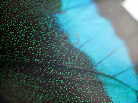 macro photo of a butterfly wingの写真素材