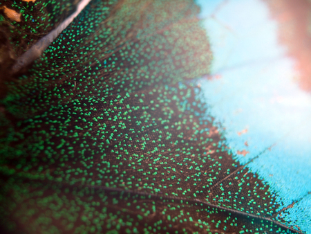 macro photo of a butterfly wingの写真素材