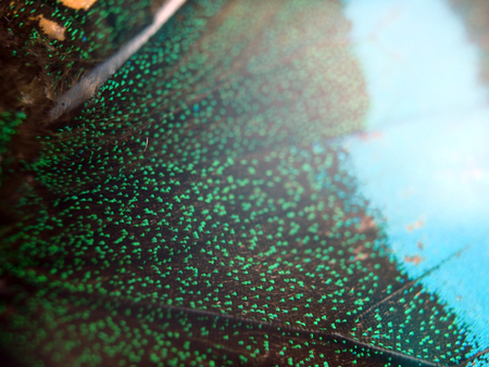 macro photo of a butterfly wingの写真素材