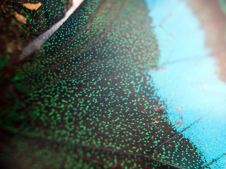 macro photo of a butterfly wingの写真素材