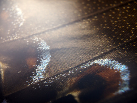 macro photo of a butterfly wingの写真素材
