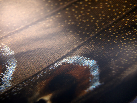 macro photo of a butterfly wingの写真素材
